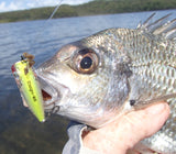 Damiki Umpa Popper 40mm