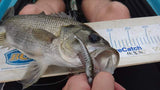 Pontoon 21 Awaruna 3 inch