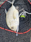 Damiki Tachi Shad 2.7 inch