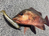 Pontoon 21 Awaruna 3 inch