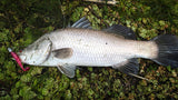 Damiki Anchovy Shad 4 inch