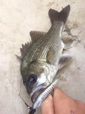 Pontoon 21 Awaruna 3 inch
