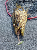 Marker 54 Jerk Prawn 4" 2 pack