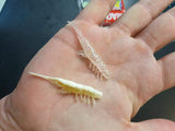 Magbite Snatchbite Shrimp 2.5 inch