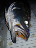 Marker 54 Glide Prawn 4" 2 pack