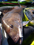 Damiki Armor Shad 5 inch