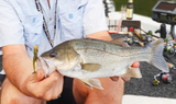 Damiki Tachi Shad 2.7 inch