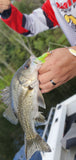 Damiki Tachi Shad 2.7 inch