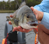 Damiki Umpa Popper 40mm